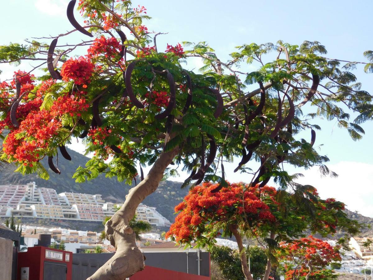 Brisas Del Mar Lägenhet Costa Adeje  Exteriör bild